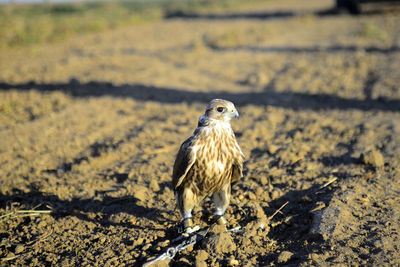 Bird perching on a field