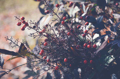 Close-up of berries on tree