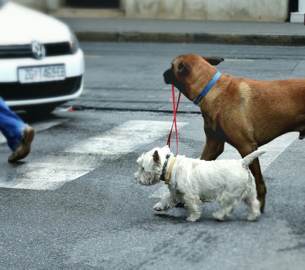 domestic animals, pets, animal themes, dog, mammal, one animal, pet collar, pet leash, two animals, street, focus on foreground, pet owner, selective focus, pampered pets, zoology, puppy, togetherness, young animal