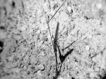 Close-up of insect on wall