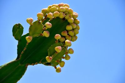 Close-up of cactus against clear blue sky