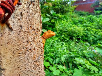 Close-up of lizard on tree trunk