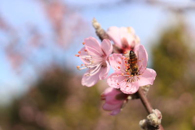 Close-up of bee pollinating on pink flower