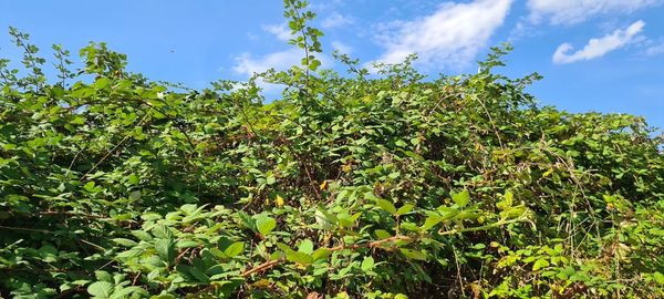 Low angle view of plants growing on field against sky