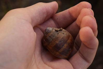 Close-up of snail on hand