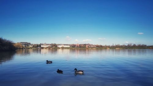 View of ducks swimming in lake