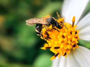 Close-up of bee pollinating on flower