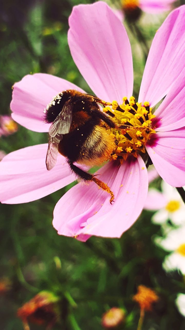 CLOSE-UP OF HONEY BEE ON PINK FLOWER