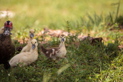 Ducks on a field