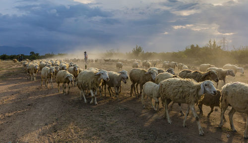 Flock of sheep walking in farm