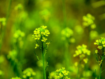 Close-up of yellow flowering plant on field