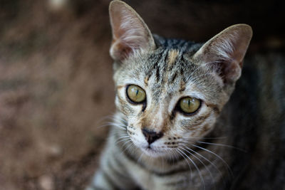 Close-up portrait of cat