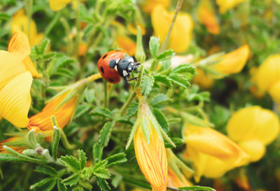 Close-up of ladybug on flower