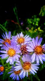 Close-up of purple flowers blooming outdoors