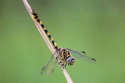 Close-up of dragonfly on twig