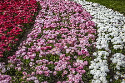 Full frame shot of pink flowers on field