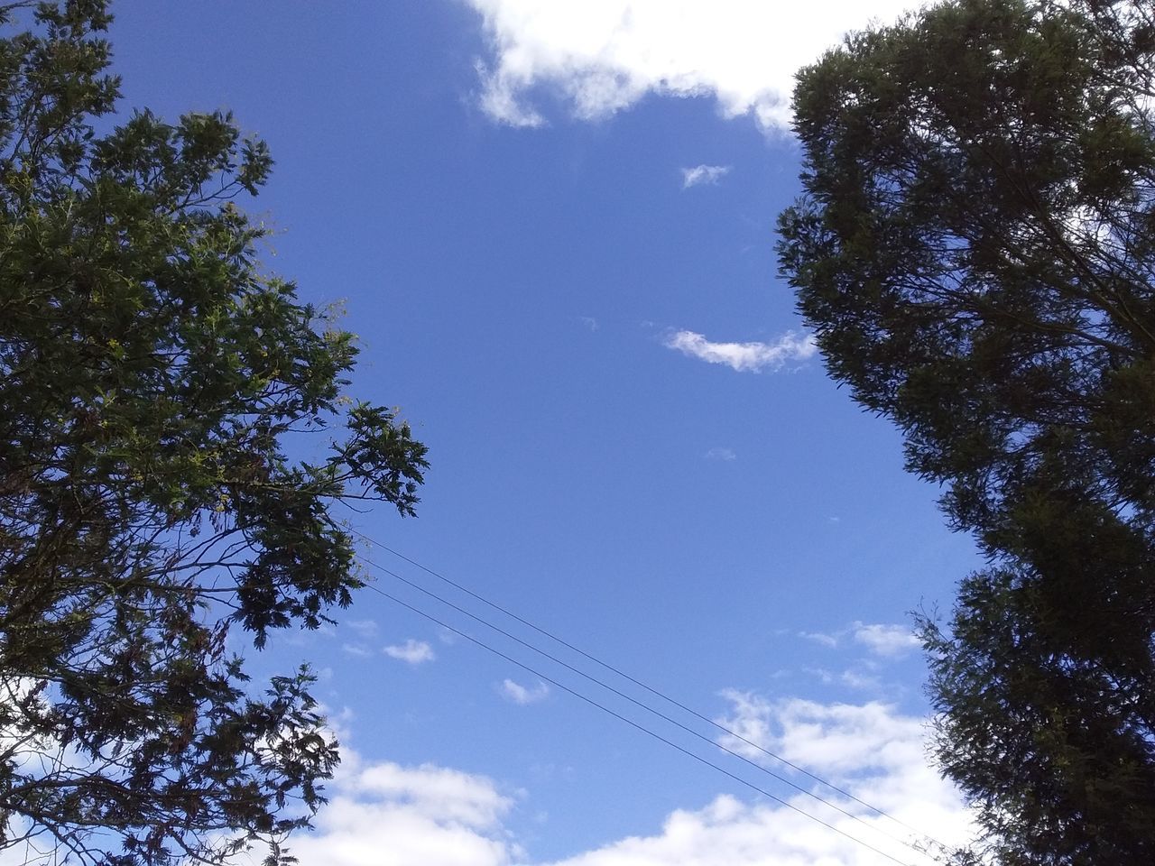 LOW ANGLE VIEW OF TREES AGAINST CLOUDY SKY