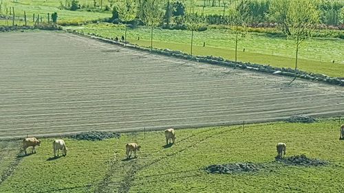 High angle view of sheep grazing in field