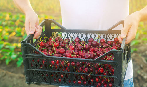 A farmer holds a box of freshly picked red cherries in the garden. fresh organic fruits. summer