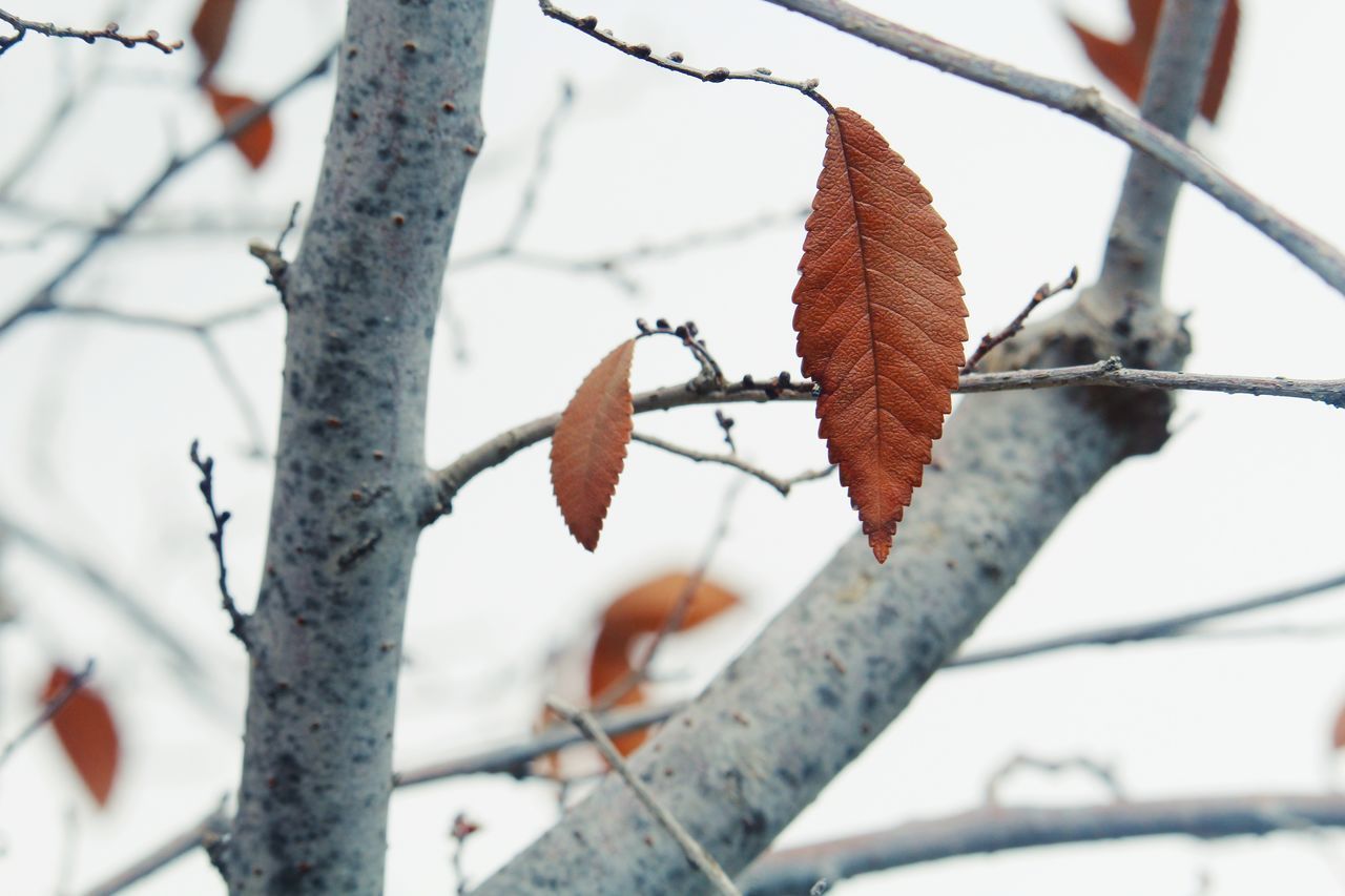 LOW ANGLE VIEW OF SNOW COVERED LEAVES ON TREE