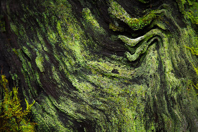 Full frame shot of tree trunk