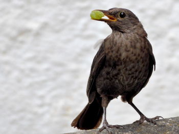 Close-up of bird perching