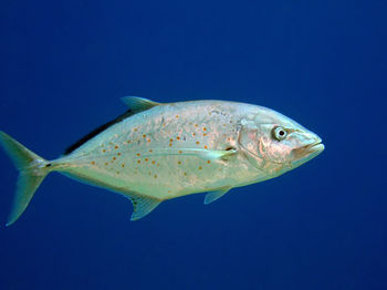 Close-up of fish swimming in sea