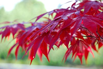 Close-up of maple leaves during autumn