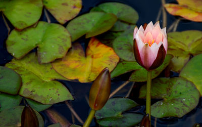 Close-up of pink lotus water lily