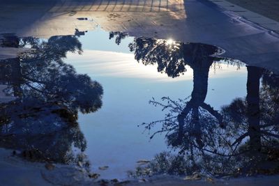 Reflection of trees on snow covered landscape