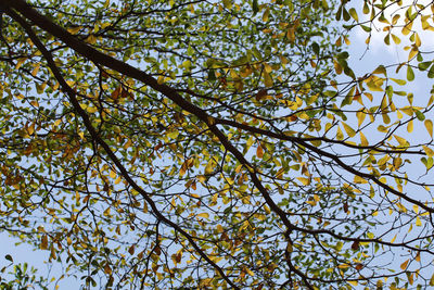 Low angle view of flowering tree against sky