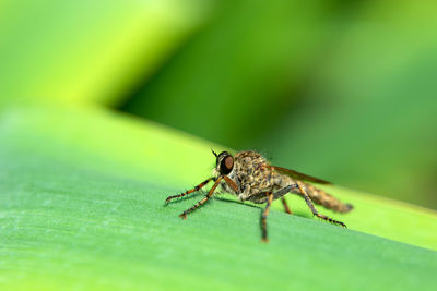 Empis livida perched on a green plant, summer day