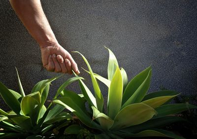 Close-up of plant