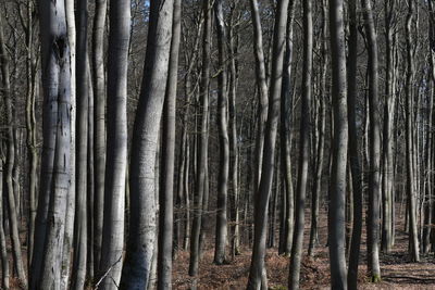 Full frame shot of trees in forest