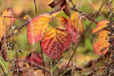 Close-up of dry leaves on plant