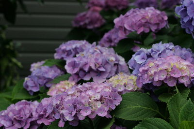 Close-up of hydrangeas blooming outdoors