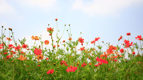 Close-up of red poppies on field against sky