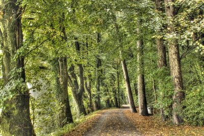 Footpath passing through forest