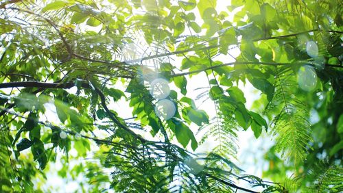 Low angle view of bamboo trees in forest