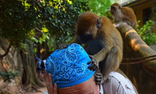 Close-up of monkey on woman wearing bandana