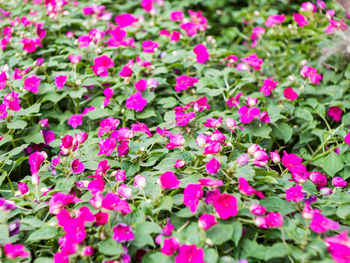 Close-up of pink flowers blooming in garden