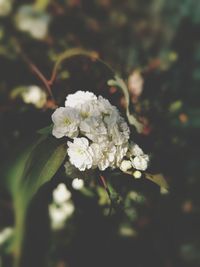 Close-up of white flowers