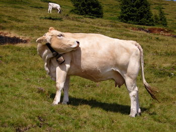 Cow standing in a field