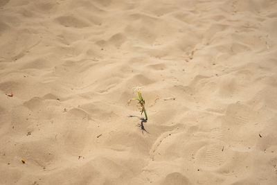 High angle view of man on beach