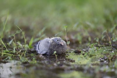 Close-up of a bird on field