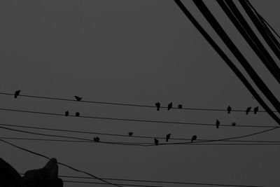 Low angle view of silhouette birds perching on cable against sky