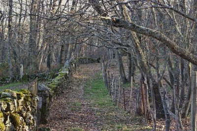 Footpath passing through forest