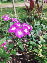 Close-up of pink flowers blooming outdoors