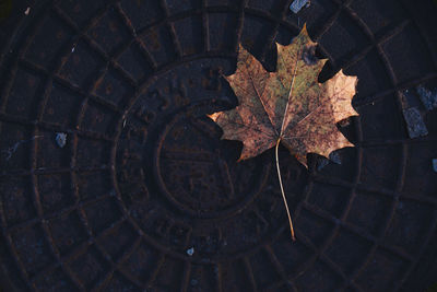 High angle view of maple leaf on tree during autumn