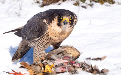 Close-up of owl on snow